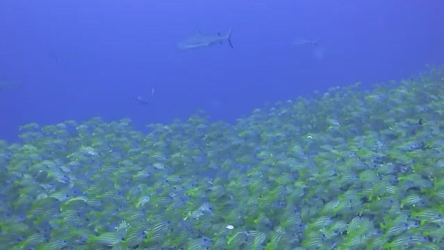 Diving Among Sharks